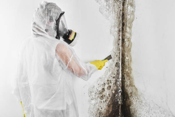 Best Affordable Mold Removal  in Brandon, MS