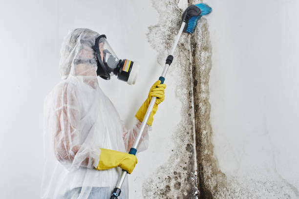 Best Attic Mold Removal  in Brandon, MS