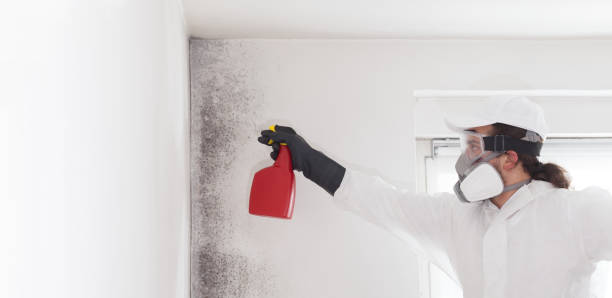 Best Certified Mold Removal  in Brandon, MS