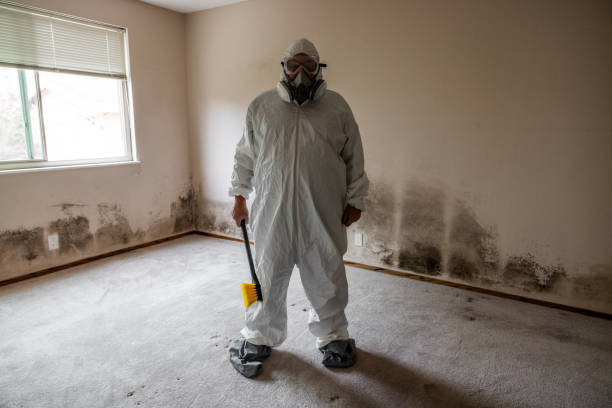 Best Mold Removal Specialists  in Brandon, MS