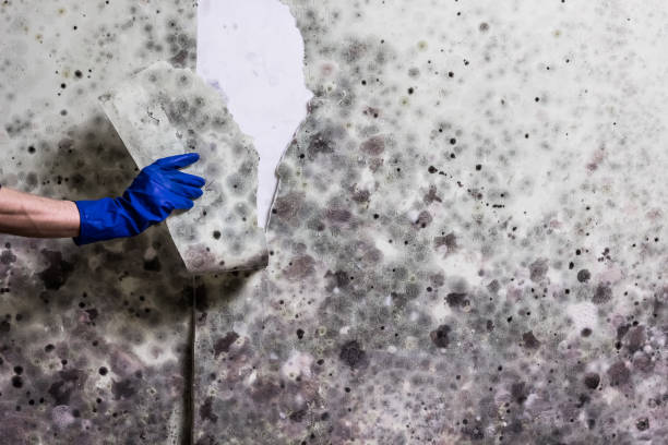 Best Commercial Mold Removal  in Brandon, MS