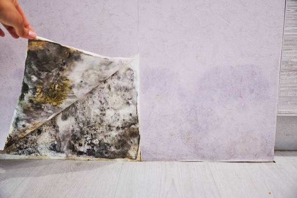 Best Mold Damage Repair  in Brandon, MS